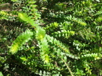 img_096.jpg