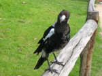 img_106.jpg