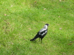 img_107.jpg