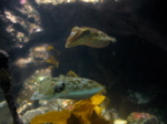 img_333.jpg